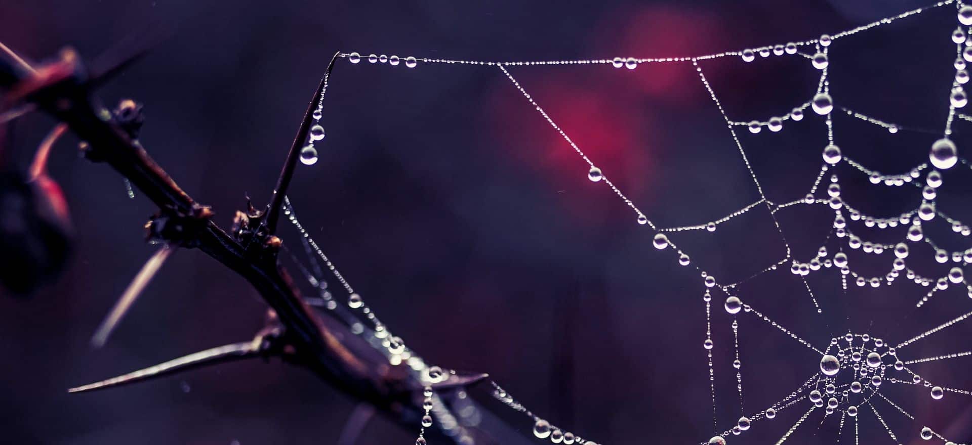 spider agency page etude de cas photo araignée de couverture